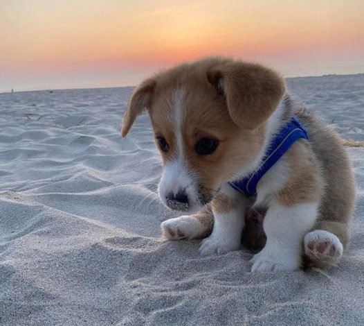 Witnessing a hungry, homeless puppy scavenging for food on the street tugged at my heartstrings, igniting an urgent need to assist.