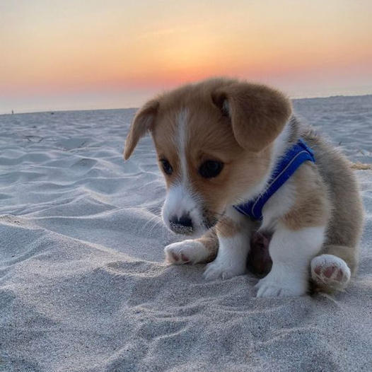 Witnessing a hungry, homeless puppy scavenging for food on the street tugged at my heartstrings, igniting an urgent need to assist.