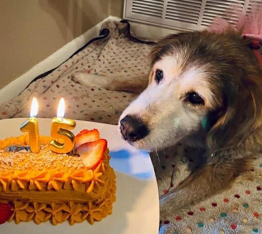 Happy birthday to her! A tear fell on the dog’s face when he finally got a birthday cake after 15 years.