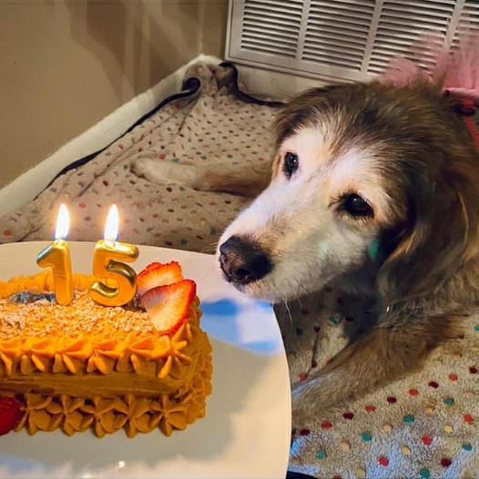 Happy birthday to her! A tear fell on the dog’s face when he finally got a birthday cake after 15 years.