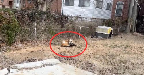 Rescuers Stunned Upon Discovering a Cold, Helpless Dog Chained in Deserted Yard