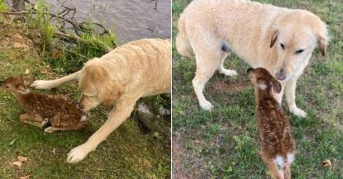 Courageous Goldendoodle Saves A Baby Fawn From Drowning In A Lake