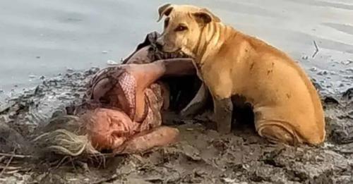 Stray Dogs Guard Blind Elderly Woman Resting Near The River