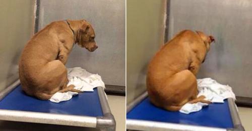 This Pittie Was Heartbroken When His Owners Returned Him To The Shelter Again