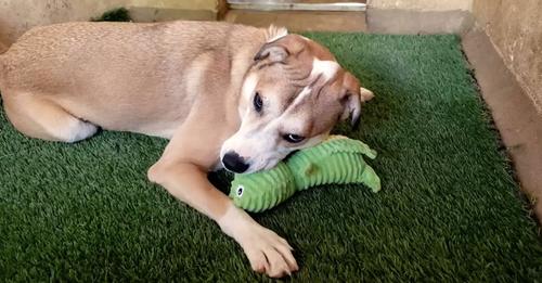 This man continued visiting the shelter to help a frightened pup learn to love again