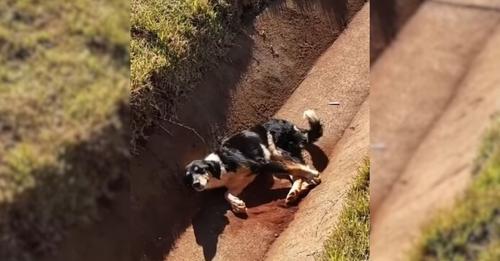 Helplessly Lying In A Drain, An Injured Dog Wagged His Tail Until Kind Souls Chose To Help