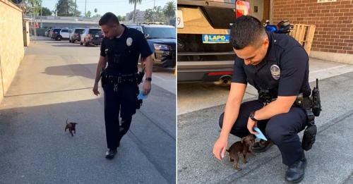 Police Officer Takes In The Smallest Stray He Discovered On The Road