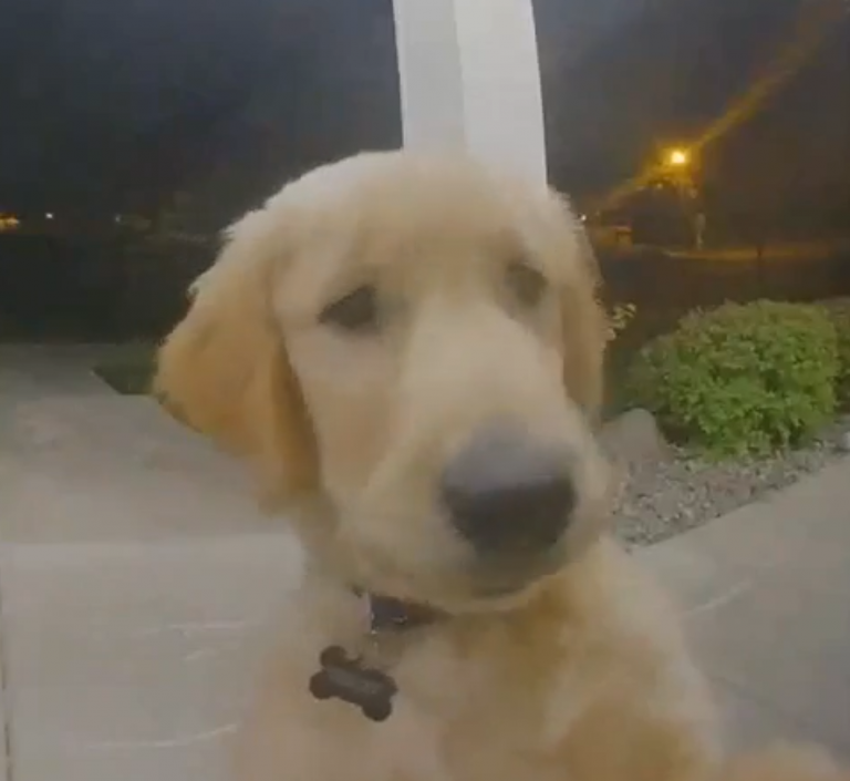 Dog Rings Doorbell to Return Home After ‘Escaping’ the House