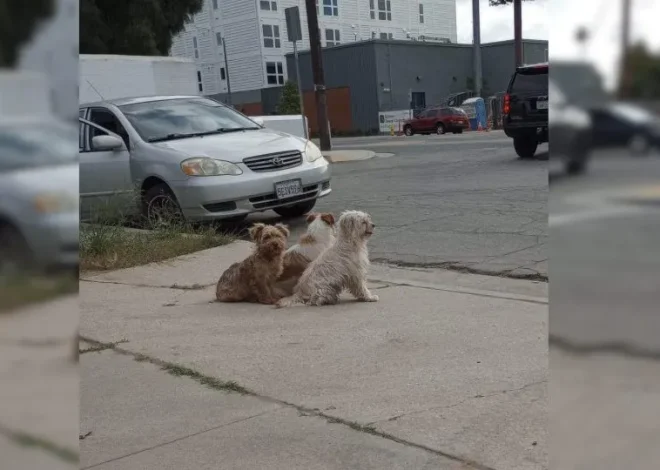 Dog family refused to leave the spot where they were abandoned until meeting their rescuers.