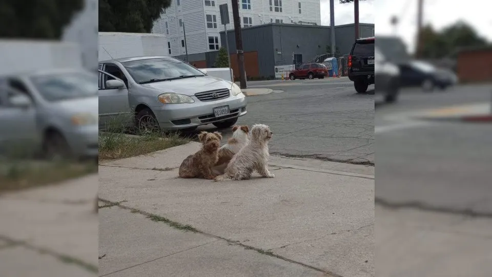 Dog family refused to leave the spot where they were abandoned until meeting their rescuers.