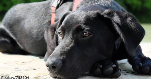 Black Lab Puppy “Tomas” Wants to Know Your Thoughts on Adoption. . .