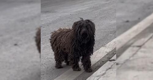 This Stray Dog Longed For A Home And Then Encountered Someone Who Transformed Her Life