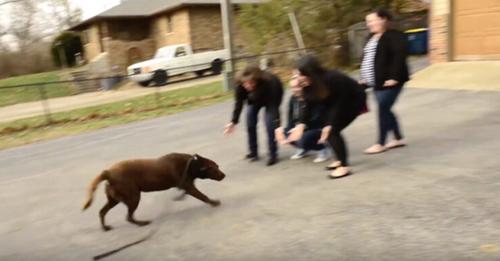 Chocolate Labrador Lost for 5 Years Finally Reunited With His Family