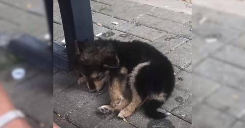 A Man Spotted A Pup Unconscious On The Roadside And Chose To Investigate