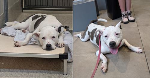 Elderly Shelter Dog Transforms Completely After Realizing She’s Going Home