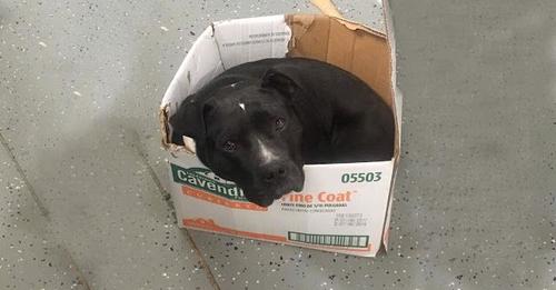 Dog Chooses Cardboard Box Instead of Other Beds After Rescue from Streets