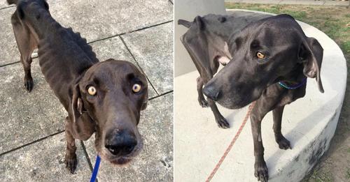 Scrawny Dog That Consumed Rocks And Twigs Desperately Needs Food And Finally Finds A New Family