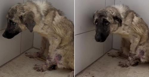 Terrified Crying Dog Left By Owners And Chained To A Fence Discovers What Joy Feels Like