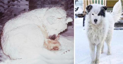 Neighbors See Dog Freezing In Snow, Rush To Help, Then Discover Him Protecting Little Boy