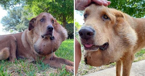 Sweet dog endured a massive salivary tumor for six years after his owners declined to take him to the vet