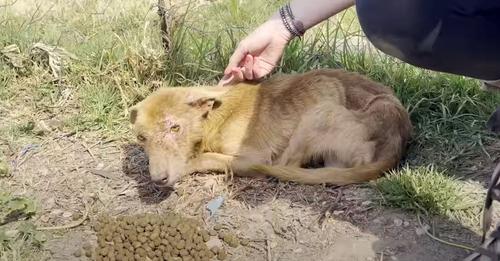 Three-Legged Dog Afraid Of Human Touch Changes Fur Color After Rescue