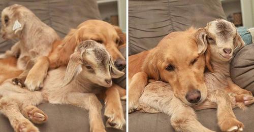 Dog believes she’s the Mother of these Baby Goats and can’t stop cuddling them!