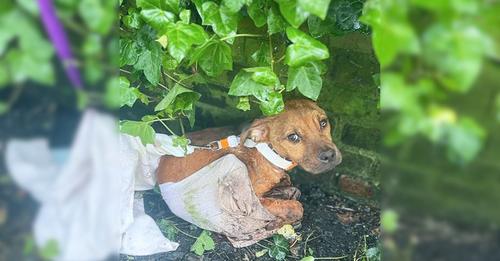 Neglected Dog Covered In Injuries Was Frantically Whimpering After His Heartless Owners Left Him Tied To A Fence