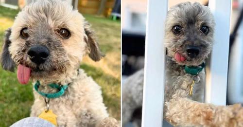 Senior Toothless Poodle Seeks A Loving Family To Care For Him In His Golden Years