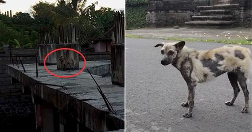 Rescuer Worked To Save A Hyena-Looking Dog For Weeks And Then He Finally Got A Break