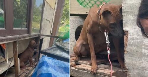 Overlooked Mama Dog Bred Excessively Finally Discovers What It’s Like To Live A Normal Life