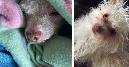 A tiny dog, lost for nine years, makes his way back home successfully