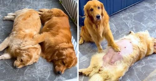 A loyal male Golden Retriever demonstrates extraordinary dedication in looking after his pregnant partner.