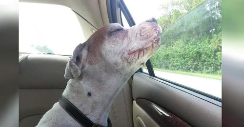 Woman Takes Her Old Dog On One Last Walk To Bring Her Joy Before Departing