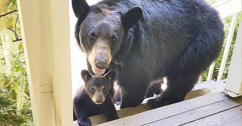 A man rescued a pregnant bear, and three years later, she returned with her cubs (Video)