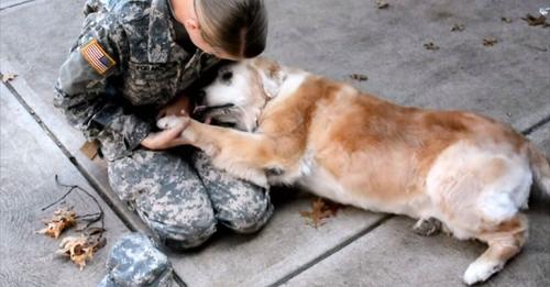 A Senior Dog’s Touching Reunion with Her Best Friend Back from the Military