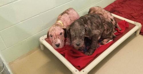 Five Bald Puppies Discovered On Roadside Welcomed Their Rescuers With Countless Kisses.