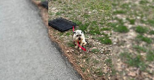 A Woman Was Deeply Saddened To Find A Sweet Pup Tied To A Crate So She Went To Help