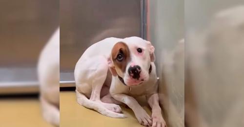 Dog Unable to Stop Trembling From Fear in Her Small Kennel Leaves Everyone Heartbroken