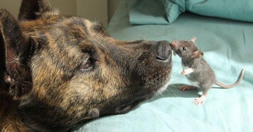 Lonely Rescue Dog Was Depressed – Becomes Best Friends With A Mouse