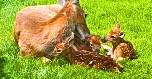 A deer visited her human friend and unexpectedly gave birth to three fawns in his Ohio garden!