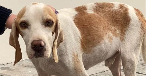 Street Dog Had Nothing In This World; Now Possesses A Whole Pile Of Teddy Bears