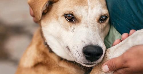 Mac’s Heartbreaking Birthday: This Dog Pleads with His Owner to Avoid the Shelter