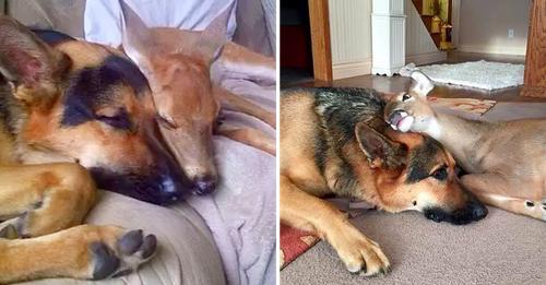 Sarge, a 9-year-old German Shepherd, turns into a caring mother for orphaned fawns.