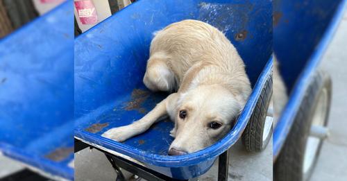 Dog in a Wheelbarrow, Scheduled to be Euthanized, Gets a Second Chance