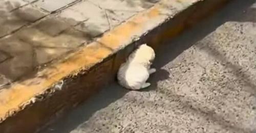 The driver saw a cute puppy trying to escape the heat, so he stopped to assist