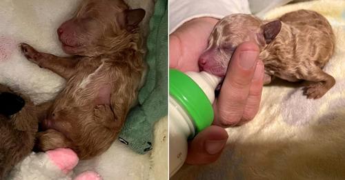 Puppy Abandoned by His Mother for Deformity Now Enjoys the Best Life Ever