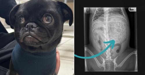 When Mom Took Her Sick Dog To The Vet, She Was Stunned By What The X-Rays Revealed