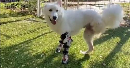 WHEN A DOG WITHOUT FRONT LEGS RUNS OFF WEARING HER FIRST PAIR OF PROSTHETICS, THE OWNER GETS EMOTIONAL.