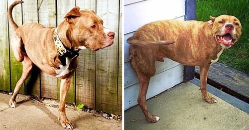 HIS ONLY FAULT IS BEING A PITBULL, DOG SHOT AND LOSES BOTH RIGHT LIMBS