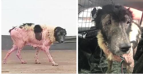 Neglected Dog Was Run Over And Cried When She Recognized Her Neighbor